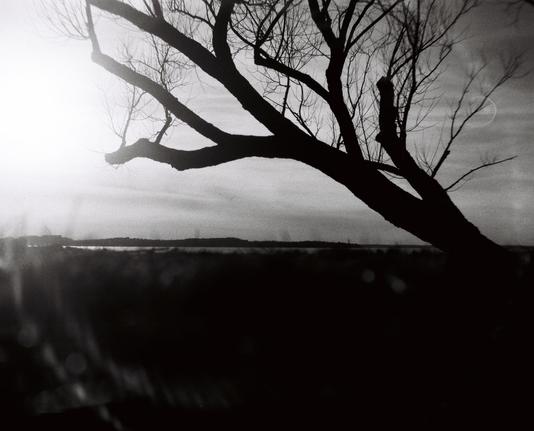 A picture of a tree, the sun is behind it causing a lot of highlights and giving the image a lot of contrast.