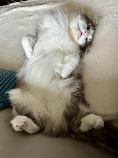 Thor, a fluffy grey and white half-Ragdoll cat, lying on his back on a cream blanket on a grey sofa. A turquoise pillow is on the left. His expression is quite dingus-y. No saviors were offended by this song nor the original. 