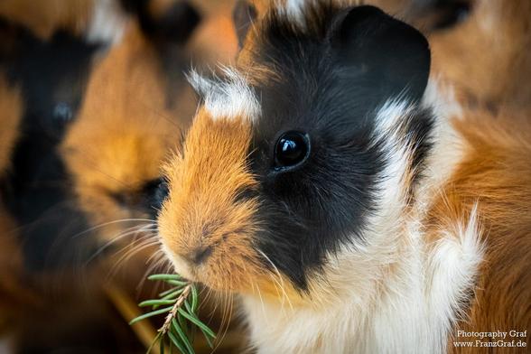 A close up of a guinea pig is shown in this image. The guinea pig is predominantly brown with black markings, and it has a fluffy fur coat. The guinea pig's snout is visible in the image, showcasing its cute facial features. The photograph captures the mammal in a natural outdoor setting. The guinea pig is the focal point of the image, positioned towards the center. The background consists of various shades of brown, providing a warm and earthy backdrop for the adorable creature. This close-up shot highlights the intricate details of the guinea pig's appearance, making it a perfect image for animal lovers and nature enthusiasts.