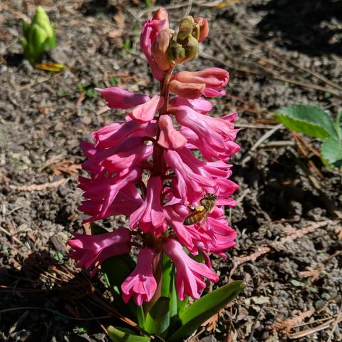 A pink hyacinth flower with a honey bee on the lower right side. The tip of the stalk isn't blooming yet.