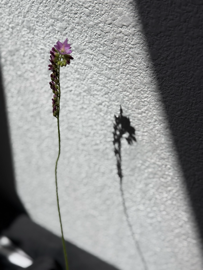 Cape Sundew flower