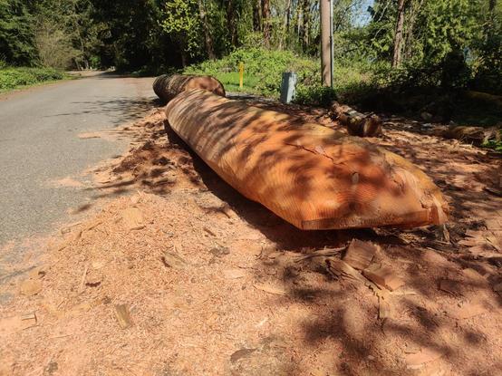 A wooden canoe lying on its side. It looks distinctly boat-shaped, under dappled sunshine.