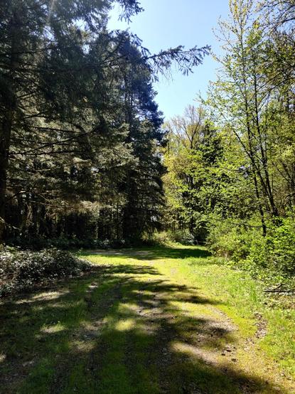 A sunny view of a trail, looking ahead down a grassy overgrown road.
