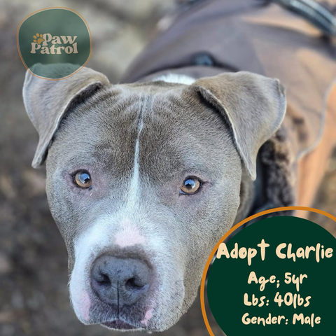 Adopt Charlie! 🐾This sweet 5 year old male, weighing 40 lbs, is ready for gentle walks and cozy cuddles. Could you be his forever family? 🥰  If interested, please fill out the Adoption form (link in bio).