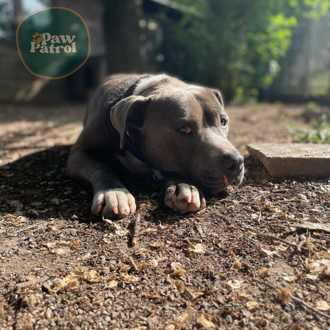 Adopt Charlie! 🐾This sweet 5 year old male, weighing 40 lbs, is ready for gentle walks and cozy cuddles. Could you be his forever family? 🥰  If interested, please fill out the Adoption form (link in bio)