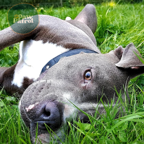 Adopt Charlie! 🐾This sweet 5 year old male, weighing 40 lbs, is ready for gentle walks and cozy cuddles. Could you be his forever family? 🥰  If interested, please fill out the Adoption form (link in bio). 