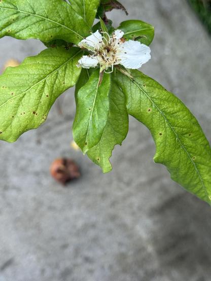 Blossom medlar 