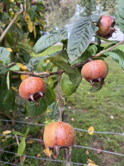 Fruit medlar 