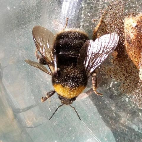 A photo of a large queen bumblebee in a jar that's a little dusty. It was trapped inside a screened chicken coop when it was caught so it could be documented and then set free. It was about 20mm in length or more. It has a black head, front half yellow thorax, back half thorax to T4 abdomen black, and then a white band is visible but the rest of the abdomen is not visible but there is was more white.