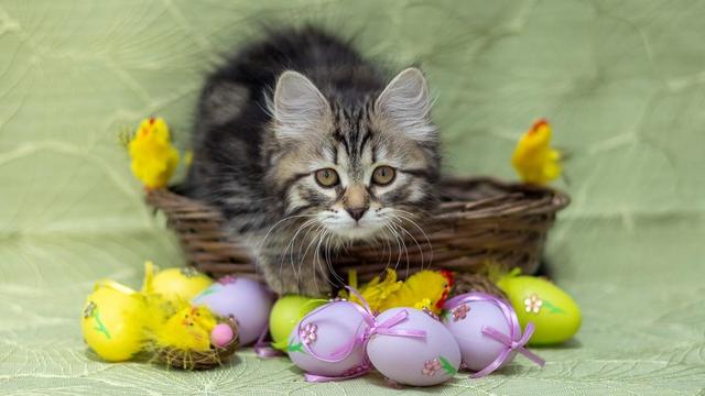 Alt-teksti:
A fluffy brown tabby Siberian kitten standing in front of a basket of Easter decorations, with plastic eggs and yellow chick figures around her.