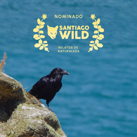 Un grand corbeau, extrait du film entre écume et nuage d'olivier marin avec la couronne de laurier du santiago wild film festival 