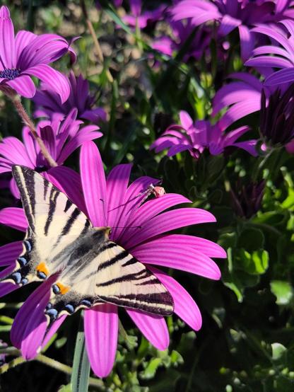 Papillon de l'espèce flambé sur une fleur de dimophortéca violette où se trouve aussi une araignée crabe dont le dos ressemble à un masque de super-héro.