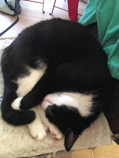 Cat curled up and sleeping on a chair