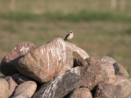 Ein Steinschmätzer sitzt mit geöffnetem Schnabel oben auf einem Haufen großer Steine auf dem Tempelhofer Feld
A wheatear sits with its beak open on top of a pile of large stones on the Tempelhofer Feld