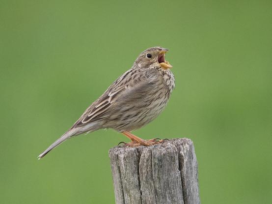 Eine Grauammer sitzt mit weit geöffnetem Schnabel auf einem grauen Holzpflock. Der Hintergrund des Bildes ist homogen dunkelgrün
A corn bunting sits on a gray wooden stake with its beak wide open. The background of the image is a homogenous dark green.
