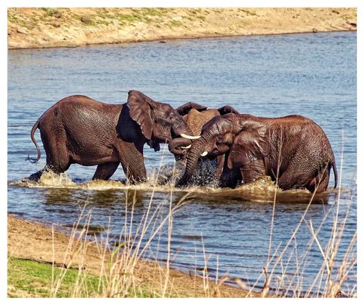 This is colour photo of three young teenager elephants splish splashing playfully in the water. Their playful enthusiasm is very evident in the photo. As photographed on the Okavango Delta, Botswana 