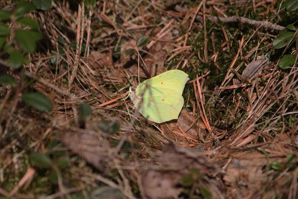 Sitruunaperhonen (Gonepteryx rhamni) seisoo metsänpohjalla. Siipien alapintojen vihertävänkeltainen väri on silmiinpistävä kuolleiden lehtien, neulasten ja ruohonkorsien keskellä.