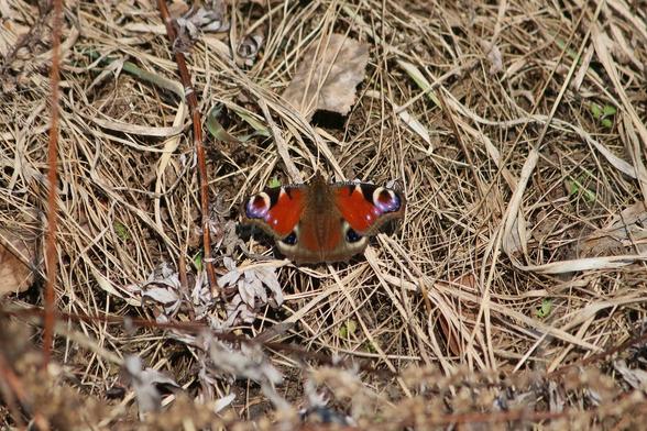 Neitoperhonen (Aglais io) kalpeanruskeiden heinänkorsien keskellä. Siipien yläpinnan silmäkuviot ja punainen pohjaväri hyvin terävät.
