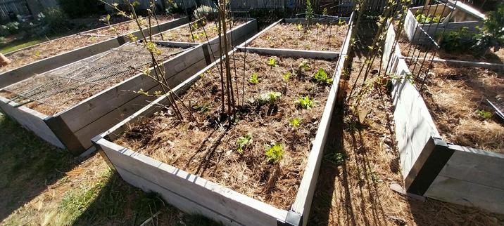 Raised wooden beds, with some brave and small seedlings just starting to perk up