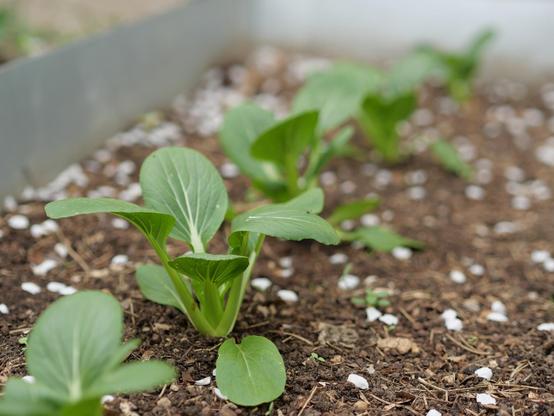 A vegetable patch with several small but healthy and thriving pak choi plants.