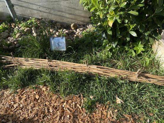 Bamboo hedge on grass in front of a light and a concrete wall 