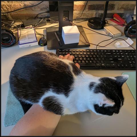 Lemon the cat on my desk, she elegantly draped herself over my lower arm while my hand is on the keyboard. There is absolutely no way this is comfortable for her and she is cutting off blood flow to my hand, but that is the price I have to pay for not immediately giving in to her demands for attention. She's trying to look casual and natural. She's failing miserably.