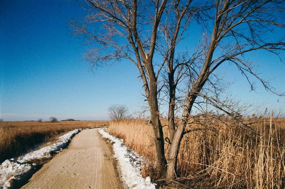 a tree next to a hiking trail on a dyke through a marsh