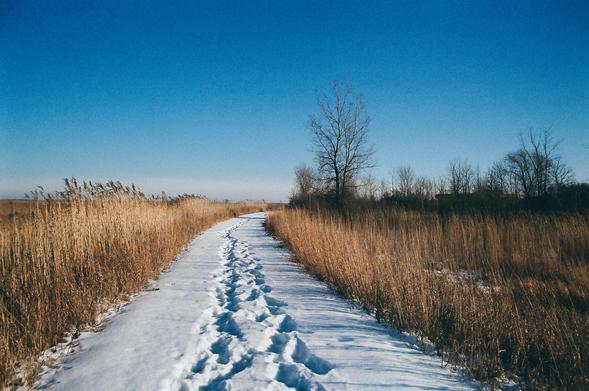 a snowy trail through the reeds that has not been cleared, with a narrow stripe of footprints in the middle.