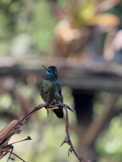 Hummingbird, San Gerardo de Dota, Costa Rica

Photo by Sheril Kirshenbaum