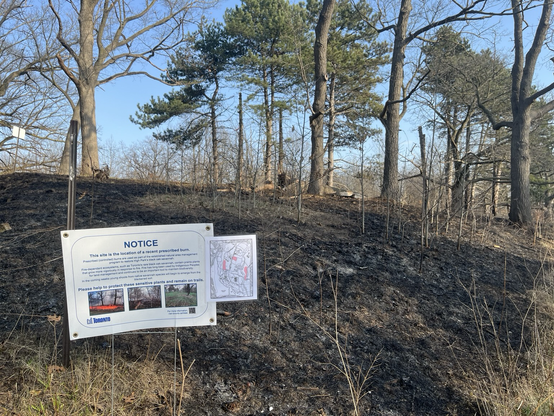 A burned area of the park