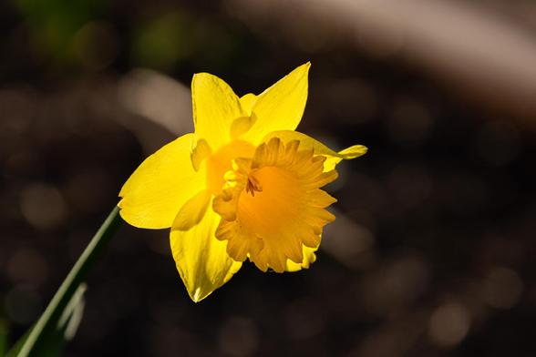 A backlit daffodil glowing against a dark and unfocused background