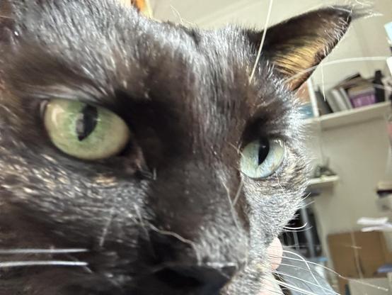 A close-up of the face of Doris, a tortoiseshell cat, showing her green eyes
