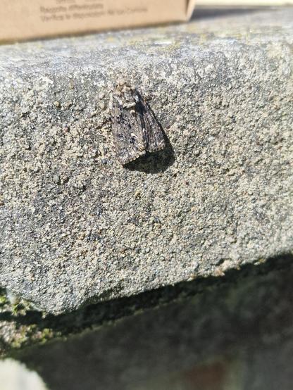 A stone coloured moth on a stone coloured stone