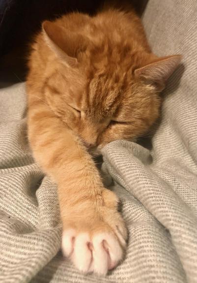 An orange cat is taking a nap