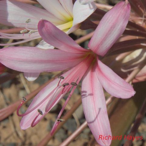 A single pale pink floret with six petals and extended stamens.
The background is dry dusty soil.
An old floret is visible behind the central floret