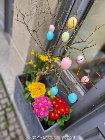 Auf dem Foto sieht man einen schlichten, rechteckigen Pflanzkübel aus grauem Material, der direkt an einer Hauswand neben einem Fenster steht. Aus dem Kübel wachsen mehrere Frühblüher, unter anderem leuchtend gelbe Narzissen, kräftig rote Primeln, pinkfarbene und gelbe Blüten, die den unteren Bereich bunt füllen.


Aus der Mitte des Kübels ragt ein kahler, dünner Zweig, der als Osterstrauch geschmückt ist. An den Zweigen hängen bunte, matte Plastikeier in Pastellfarben — Rosa, Blau, Gelb und Grün. Der Hintergrund zeigt die beige Hauswand und ein Fenster, das leicht geöffnet zu sein scheint. Die gesamte Szene wirkt frühlingshaft und freundlich.