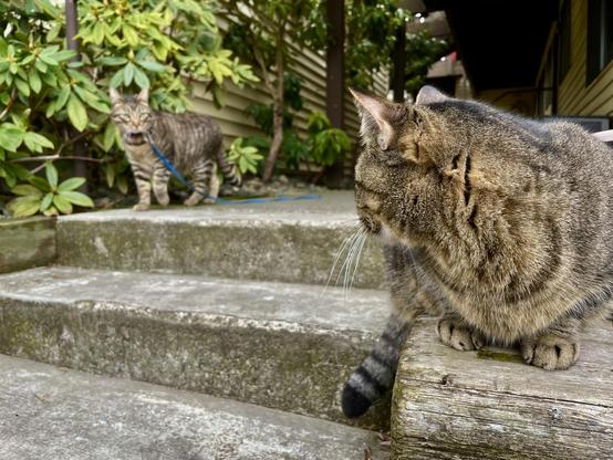 Atop a shallow foliage-surrounded stone stair outdoors, a walking striped tabby in the blurred background makes eye contact with a crouched striped tabby in the focused foreground.