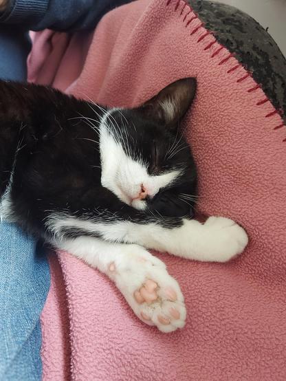 Nahaufnahme einer schwarzweißen Katze. Sie schläft sehr entspannt und scheint dabei zu lächeln