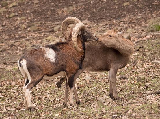 Ein Muffllonbock und ein Weibchen berühren sich mit der Schnauze. Es entsteht der Eindruck , sie würden einen zärtlichen Kuss tauschen.
A male mouflon and a female mouflon touch each other with their snouts, giving the impression that they are exchanging a tender kiss