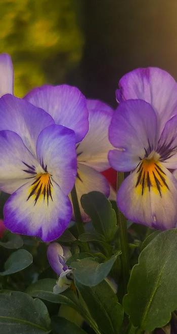 The garden pansy (Viola × wittrockiana) is a type of polychromatic large-flowered hybrid plant cultivated as a garden flower.