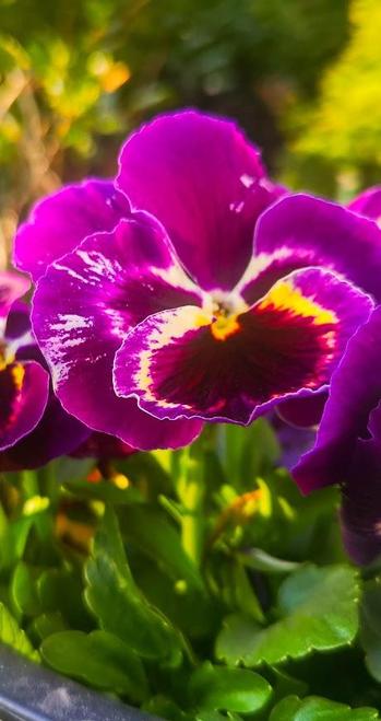 The garden pansy (Viola × wittrockiana) is a type of polychromatic large-flowered hybrid plant cultivated as a garden flower.