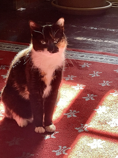 Chatte Calicot assise sur un tapis rouge, lumière rouge du soleil qui tombe de la fenêtre et illumine son dos
