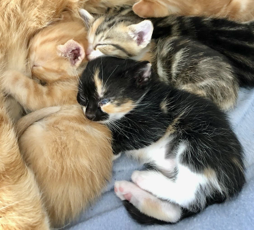 Trois chatons pelotonnés contre leur mère, un roux, une calicot et un tigré 