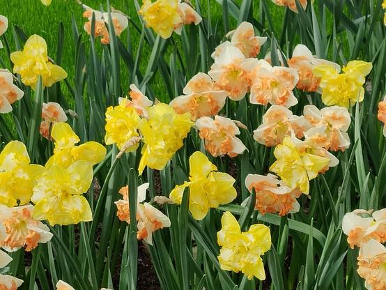 Parterre de jonquilles à Keukenhof