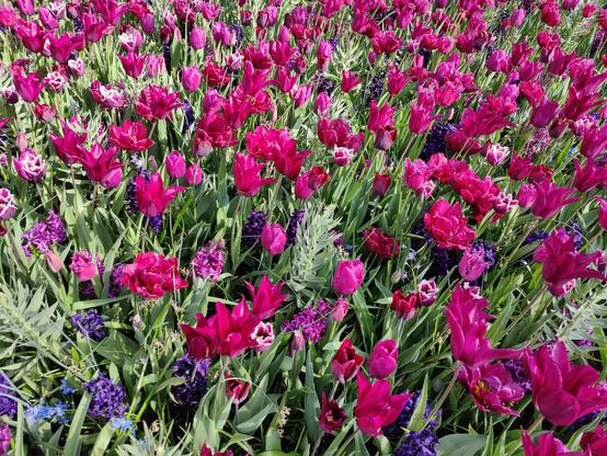 Parterre de fleurs à Keukenhof