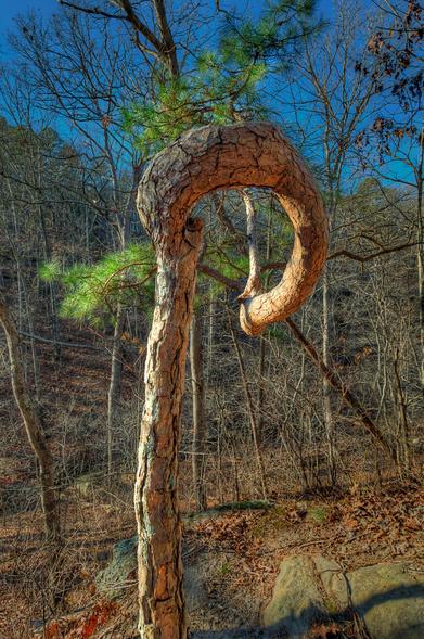 A uniquely twisted tree with a corkscrew-shaped trunk stands prominently in the foreground against a backdrop of a dense forest.