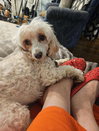 Dog with her paw around my foot. I had just disturbed her so she was looking grumpy.