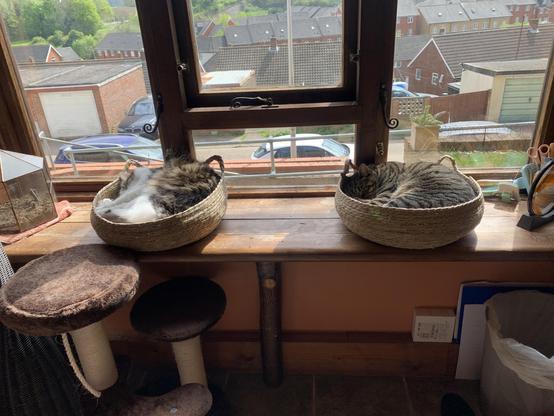 Pisces (left) and Coley, (cats) asleep on a sunny windowsill.
