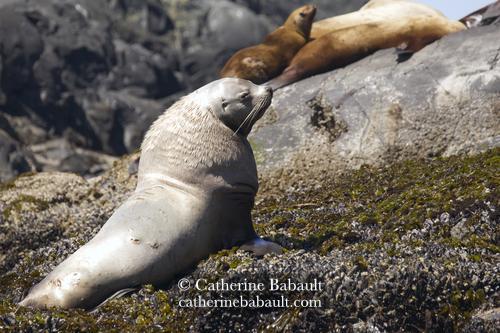 A big male sea lion on a rocky shoreline covered by mussels and barnacles. There are two smaller sea lions in the background.