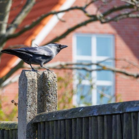 Black bird sitting on a fence.
